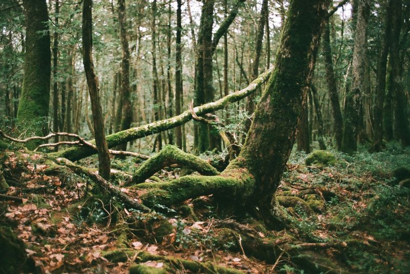 Khu rừng tự sát